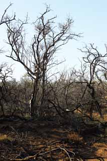 Foto, materieel, vrij, landschap, schilderstuk, bevoorraden foto,Een dode boom van de lava, Lava, Bosbrand, Aftakking, Drogend