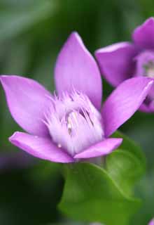 Foto, materiell, befreit, Landschaft, Bild, hat Foto auf Lager,Gentian blht, gentiflower, schn, , wildes Gras