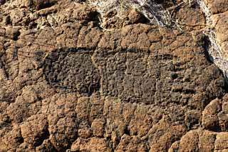 ,,, ,,,Petroglyph Puako., .,  ., Petroglyph., - kii kaha.