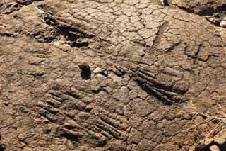 ,,, ,,,Petroglyph Puako., .,  ., Petroglyph., - kii kaha.