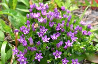 fotografia, materiale, libero il panorama, dipinga, fotografia di scorta,Gentian fiorisce, gentiflower, bello, , erba selvatica