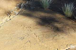 foto,tela,gratis,paisaje,fotografa,idea,Petroglifo de Puako, Lava, Arte de cerradura, Petroglifo, Kaha - kii