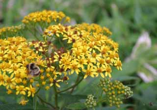 fotografia, materiale, libero il panorama, dipinga, fotografia di scorta,Piccoli fiori gialli, erba selvatica, giallo, bello, 