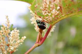 Foto, materieel, vrij, landschap, schilderstuk, bevoorraden foto,Paring beetles, Groen, Paring, , 