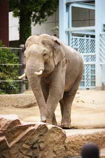 Foto, materieel, vrij, landschap, schilderstuk, bevoorraden foto,Elephant, , , , 