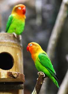 ,,, ,,,Parakeet, , , , 