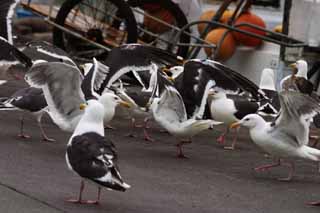 photo,material,free,landscape,picture,stock photo,Creative Commons,Gulls' festival, seagull, , , festival