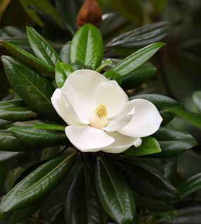 ,,, ,,,Magnolia grandiflora, , , , 