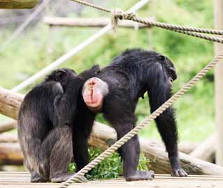 Foto, materieel, vrij, landschap, schilderstuk, bevoorraden foto,Chimpansee, , , , 