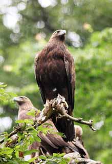 Foto, materiell, befreit, Landschaft, Bild, hat Foto auf Lager,Golden Eagle, , , , 