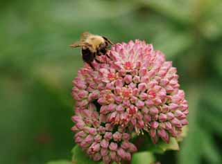 foto,tela,gratis,paisaje,fotografa,idea,Abeja y pequea flor, Abeja, , , Flor