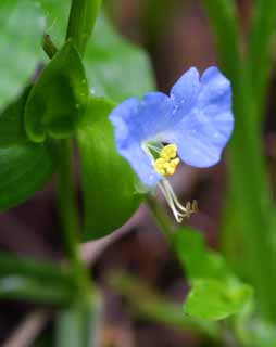 fotografia, material, livra, ajardine, imagine, proveja fotografia,Dayflower, dayflower, , , azul