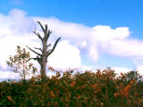 fotografia, materiale, libero il panorama, dipinga, fotografia di scorta,Albero morto, , , , 