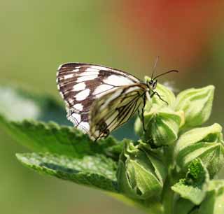 fotografia, materiale, libero il panorama, dipinga, fotografia di scorta,Butterfly, , , , 