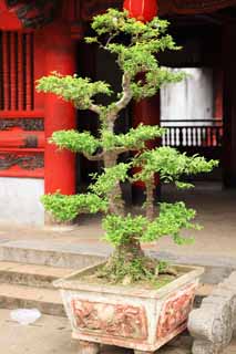 Foto, materiell, befreit, Landschaft, Bild, hat Foto auf Lager,Tempel der Literatur Bonsai, , , , 