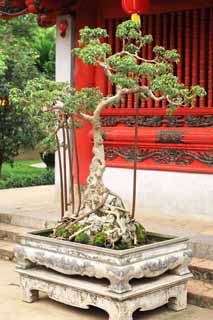 Foto, materiell, befreit, Landschaft, Bild, hat Foto auf Lager,Tempel der Literatur Bonsai, , , , 