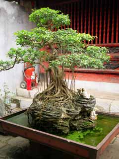 foto,tela,gratis,paisaje,fotografa,idea,El templo de la literatura bonsai, , , , 