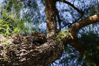 Foto, materiell, befreit, Landschaft, Bild, hat Foto auf Lager,Atem von knospt, Rinde, grn, Jungtiere knospen, Rinde des Baumes