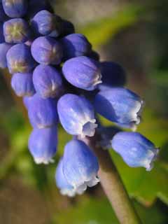 Foto, materieel, vrij, landschap, schilderstuk, bevoorraden foto,Druif hyacint bloemen, Druif hyacint, Blanke, Blauw, Voorgrond