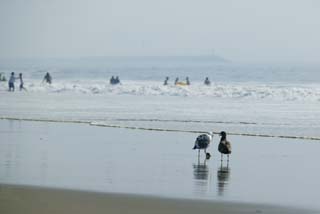 fotografia, materiale, libero il panorama, dipinga, fotografia di scorta,Trattative su vongole, gabbiano, , , spiaggia sabbiosa