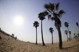 fotografia, materiale, libero il panorama, dipinga, fotografia di scorta,Alberi di palme di Phoenix, spiaggia sabbiosa, impronta, sabbia, spiaggia che bagna