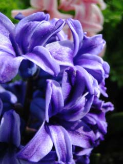 photo, la matire, libre, amnage, dcrivez, photo de la rserve,Hyacinthe, bleu, bleutre-pourpre, , 