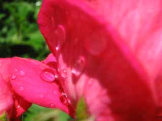 Foto, materieel, vrij, landschap, schilderstuk, bevoorraden foto,Rose dauw, Rose, Kroonblad, , Voorgrond