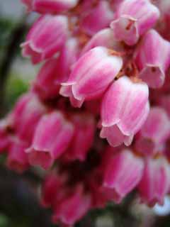 fotografia, materiale, libero il panorama, dipinga, fotografia di scorta,Piccoli fiori che vanno colore rosa, garofano, petalo, , close-up