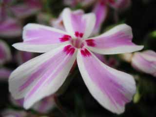 Foto, materiell, befreit, Landschaft, Bild, hat Foto auf Lager,Apollo-Raumschiff einer Blume, rosa, Bltenblatt, , Nahaufnahme