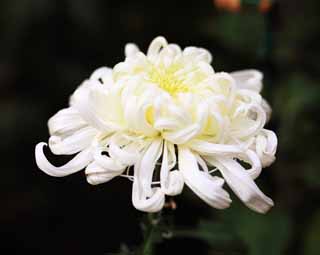 Foto, materieel, vrij, landschap, schilderstuk, bevoorraden foto,Witte chrysant bloemen, , , , 