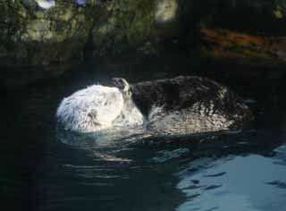 Foto, materiell, befreit, Landschaft, Bild, hat Foto auf Lager,Sea Otter, , , , 