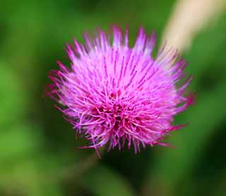 ,,, ,,,Thistle  , , , , 