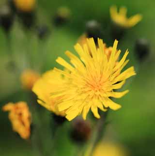 Foto, materieel, vrij, landschap, schilderstuk, bevoorraden foto,Alpine planten, , , , 