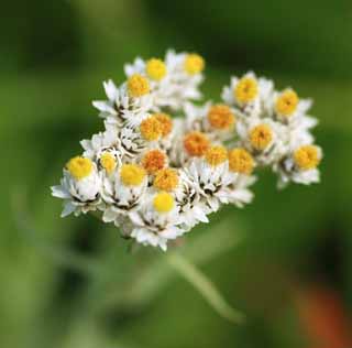 Foto, materieel, vrij, landschap, schilderstuk, bevoorraden foto,Alpine planten, , , , 