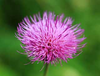 fotografia, materiale, libero il panorama, dipinga, fotografia di scorta,Thistle di dolce, , , , 