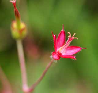 foto,tela,gratis,paisaje,fotografa,idea,Las plantas alpinas, , , , 