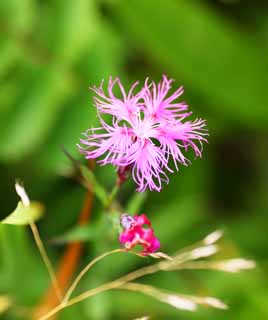 Foto, materieel, vrij, landschap, schilderstuk, bevoorraden foto,Roze, , , , 