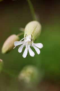 Foto, materieel, vrij, landschap, schilderstuk, bevoorraden foto,Blaas Campion, , , , 