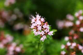 Foto, materiell, befreit, Landschaft, Bild, hat Foto auf Lager,Kompakte Oregano, , , , 