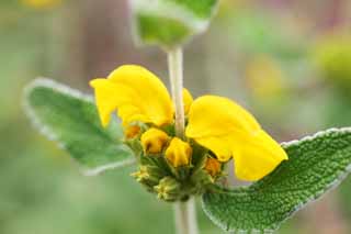 photo, la matire, libre, amnage, dcrivez, photo de la rserve,Cration pour le Ginseng Bok, , , , 