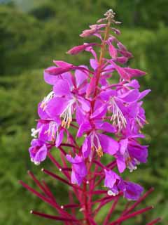 fotografia, materiale, libero il panorama, dipinga, fotografia di scorta,Fiori viola, , , , 