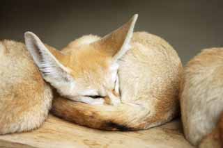 ,,, ,,,Fennec, , , , 