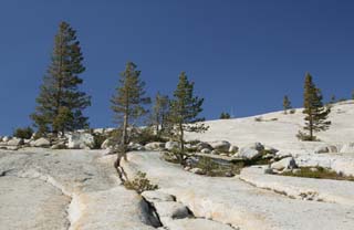 photo, la matire, libre, amnage, dcrivez, photo de la rserve,Les arbres d'Iwagami, arbre, Granite, fort, pierre