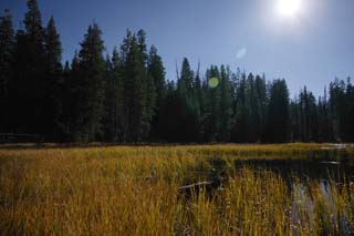 photo,material,free,landscape,picture,stock photo,Creative Commons,Oasis in dry plateau, tree, pond, forest, Grass