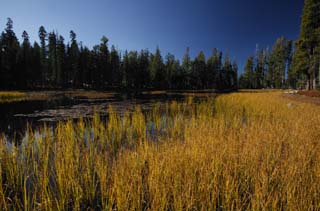 photo,material,free,landscape,picture,stock photo,Creative Commons,Oasis in dry plateau, tree, pond, forest, Grass