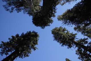 photo, la matire, libre, amnage, dcrivez, photo de la rserve,Au ciel bleu  la saison sche, arbre, ciel bleu, fort, conifre