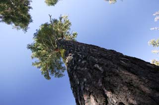 fotografia, materiale, libero il panorama, dipinga, fotografia di scorta,La solitudine di grande albero, albero, cielo blu, foresta, conifera