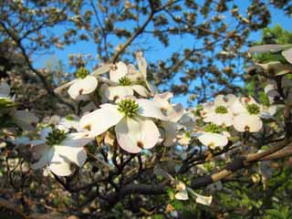 photo, la matire, libre, amnage, dcrivez, photo de la rserve,Flowering Dogwood, , , , 