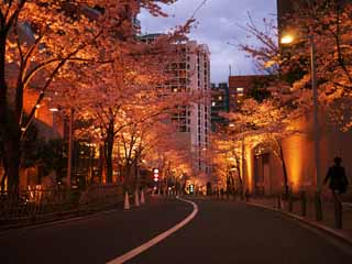 fotografia, materiale, libero il panorama, dipinga, fotografia di scorta,Roppongi Sakura-zaka, , , , 