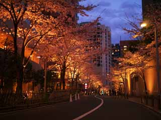 fotografia, materiale, libero il panorama, dipinga, fotografia di scorta,Roppongi Sakura-zaka, , , , 